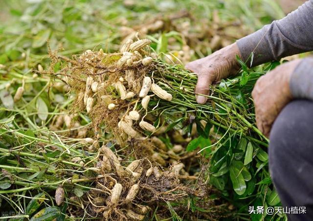 花生的种植时间和方法