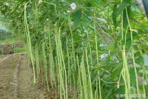 豆角豆角种植技术(豆角怎么种？豆角的种植管理技术及长期储存方法)