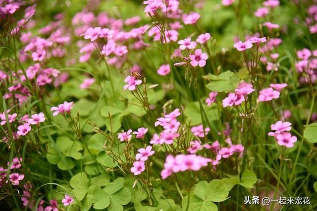 9月养盆红花酢浆草，做好“1换3多”，根系健壮花开满盆，美极了