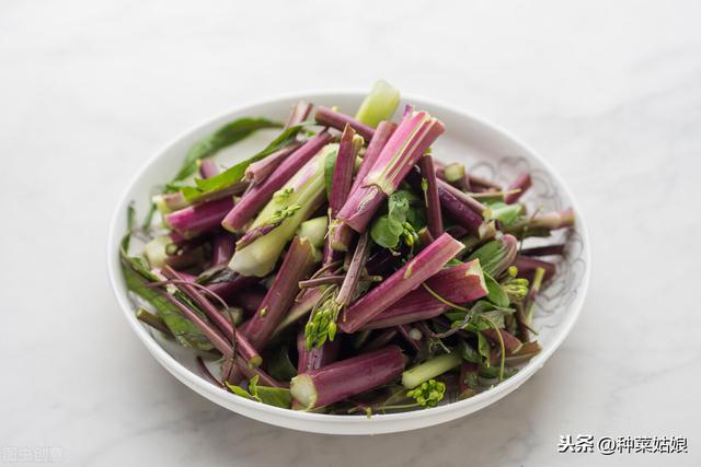 秋季种些红苋菜红菜薹，红红火火，栽培简单，不妨一试