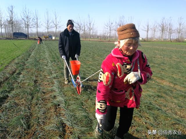 亩成本从3万多元暴跌10倍，被打回原形的藏红花，还能种植吗