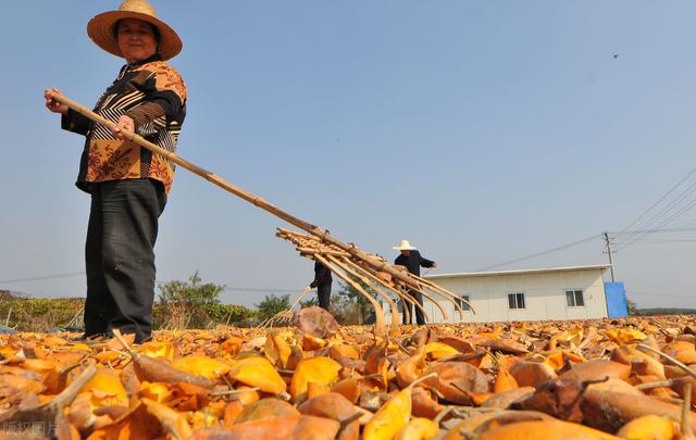 瓜蒌种植历史悠久，瓜蒌籽卖到50元一斤，为何当前没被大规模种植