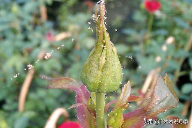 从月季小苗到正面花墙。养藤月牢记这5点，必爆花