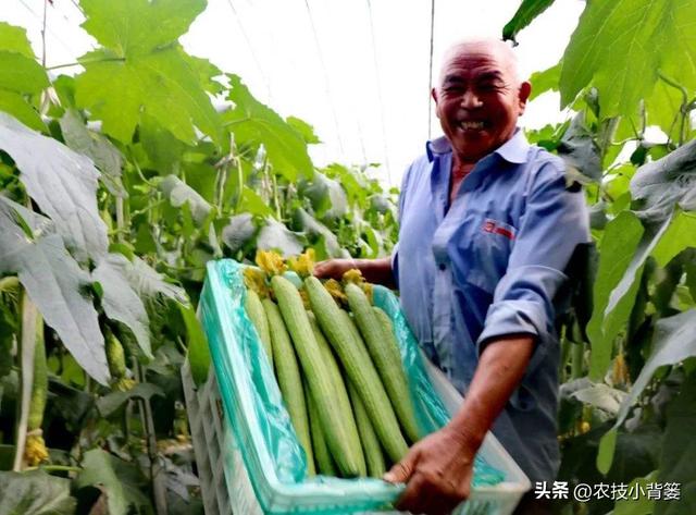 丝瓜如何种植管理才能更优质更高产？记住这6个种植管理技巧