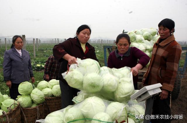 种植大白菜抓好这几个阶段的浇水与控水，前期长势好、后期产量高