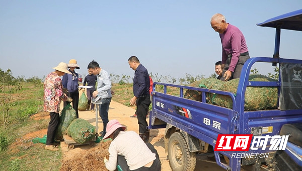 三湘里的丰收季丨临澧久丰村：林下白芨采收忙 药材种植“丰”景好