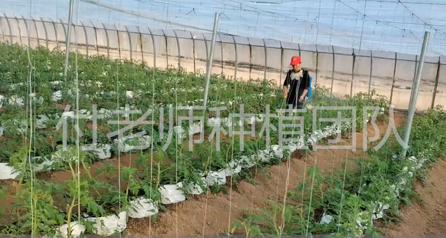 低成本无土栽培，使用种植袋代替种植槽，种植瓜果都合适