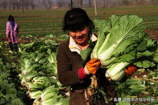 种植大白菜抓好这几个阶段的浇水与控水，前期长势好、后期产量高