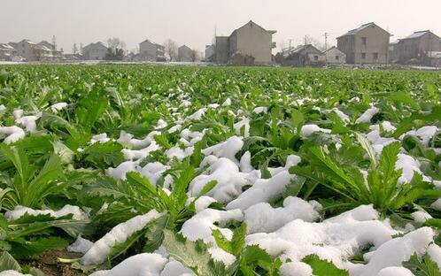 雪菜如何种植？什么时候播种比较好