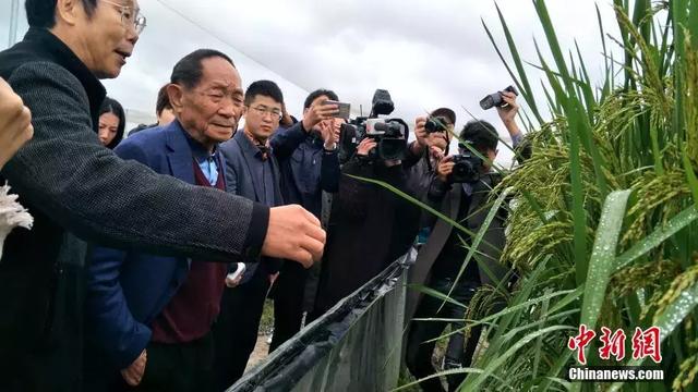 袁隆平改良的海水稻海南种植成功，亿亩能多养活8000万人