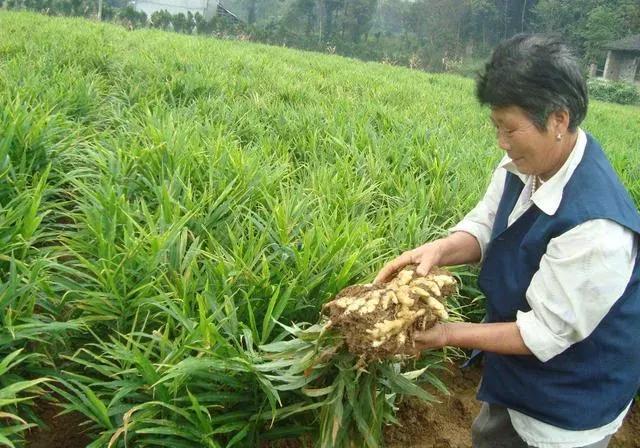 生姜什么时候种植？种植生姜有哪些需要了解的？