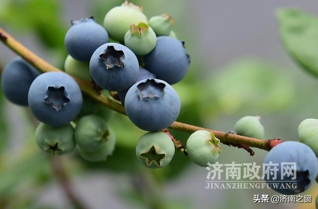 《济南人物》济南市蓝莓种植领头雁 杨松泼