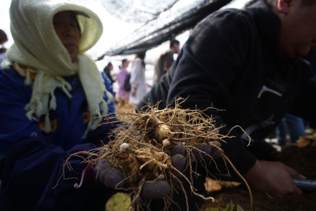 全国的西洋参绝大数产在这个小县城，秦始皇也曾在这里登过东山