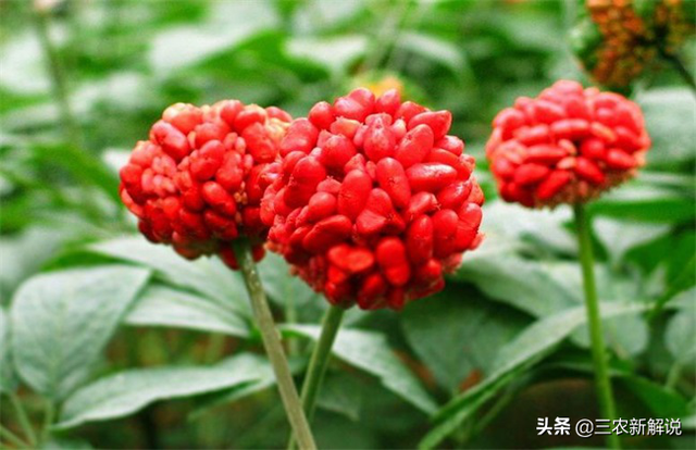 三七功效好，种植效益高，你知道怎么进行种植么？