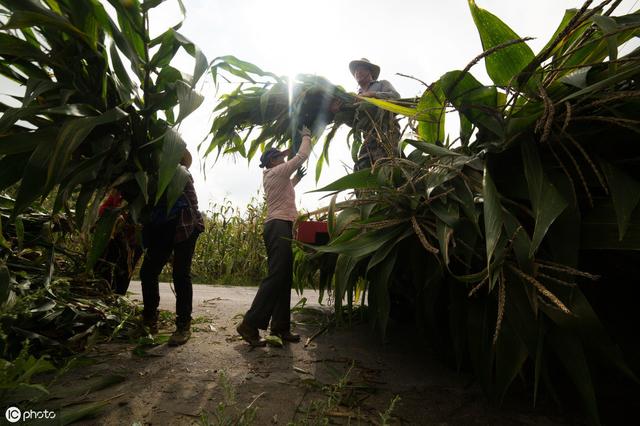 青贮玉米的种植要点及在奶牛生产中的应用