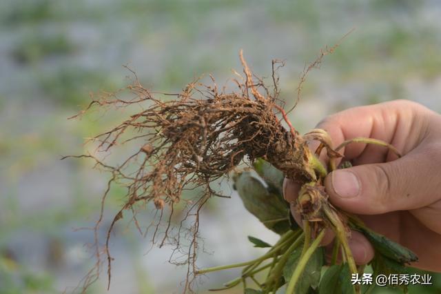 农村小伙种植大棚草莓，信心百倍犯大忌，刚上路就损失惨重