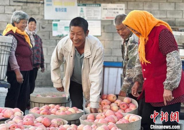 山东烟台：苹果飘香果农乐