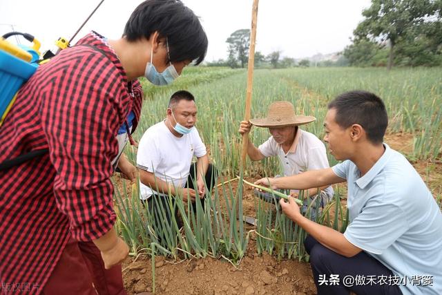 大葱一年种植几次？具体什么时间种植？播种育苗有哪些技术要点？