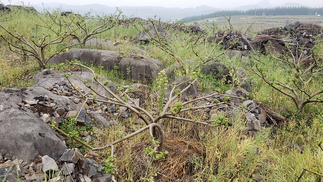 广西罗城：山头遍插吴茱萸 产业振兴好样板