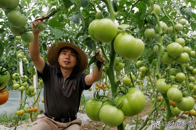 这项新技术，用在粮油作物、瓜果蔬菜和果树上，增产可达50%