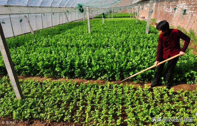 种植冬季大棚蔬菜，保温防寒、浇水控湿管理技巧！