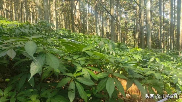 探秘！文山三七种植新模式！