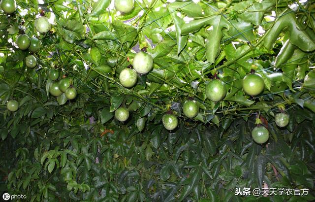 百香果怎样定植、搭架、整形修剪、施肥？这套种植技术，值得看看