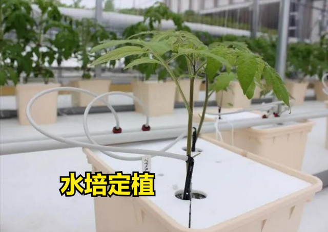 无土栽培西红柿，这8项技术标准一定要懂，是成功与否的关键