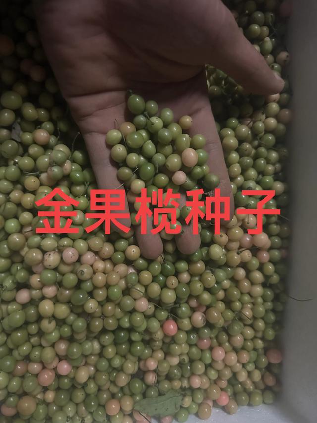 金果榄种植选地与技术