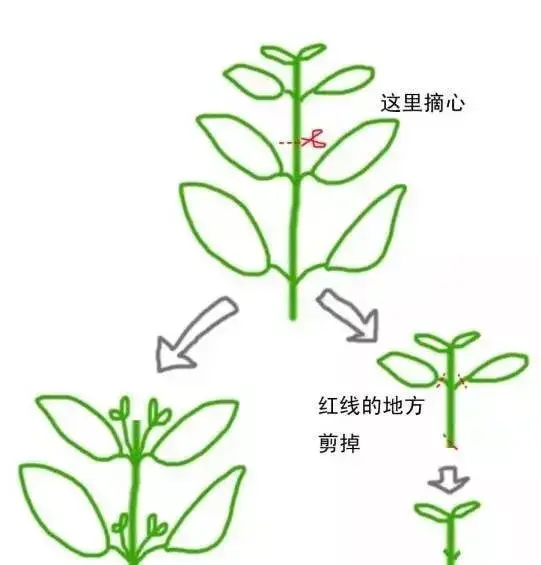 少女心爆棚的玛格丽特菊花，养护抓住这三点，花开不停爆满盆。