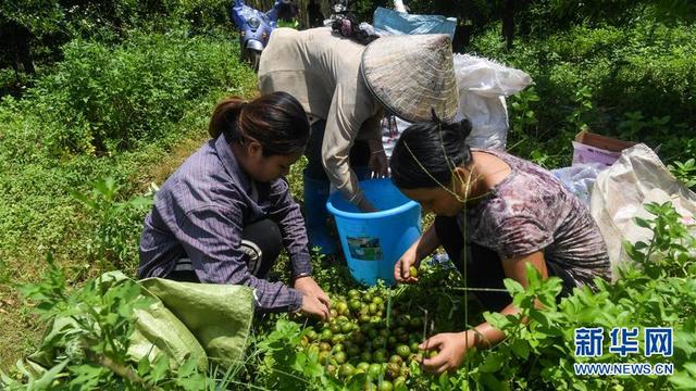 岭南山竹助增收