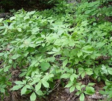 刺五加皮的生长环境及人工种植技术