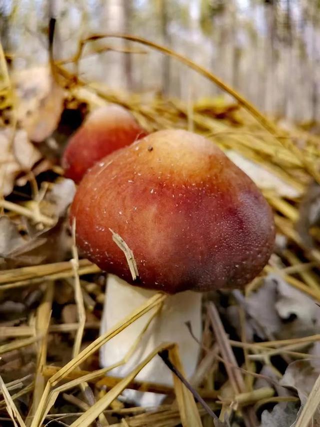 助力乡村振兴！富含17种氨基酸的赤松茸在夏津种植成功