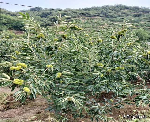 板栗优质高产高效栽培技术与经济效益分析