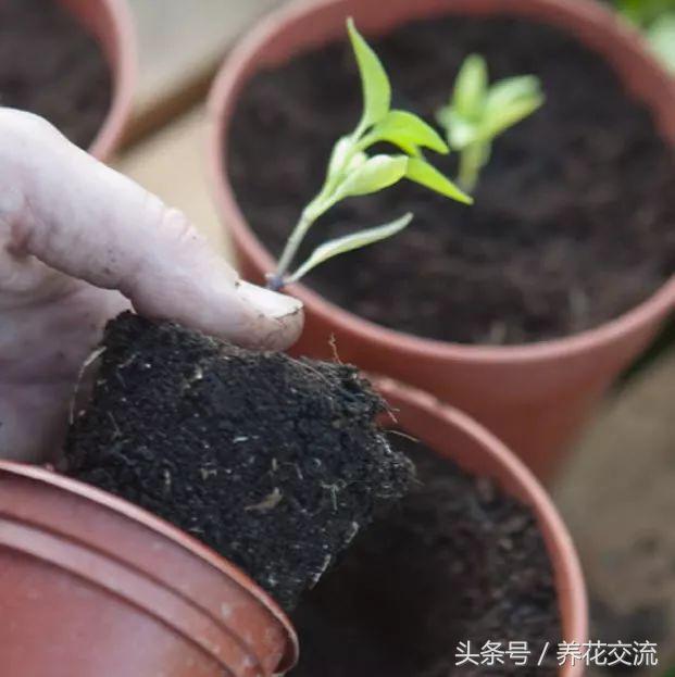 在阳台上用花盆种辣椒，掌握10个步骤就能不断收获