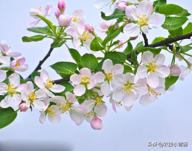 果树萌芽期、花芽分化期、花期、结果期各需要怎样的温度与湿度？