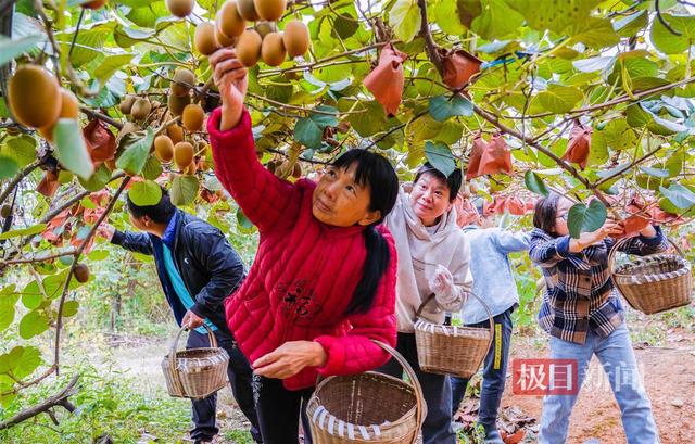 荆楚沃土孕育“奇异黄金果”，湖北猕猴桃飘香海内外唱主角