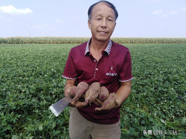 紫薯种植让我找到了一条致富路