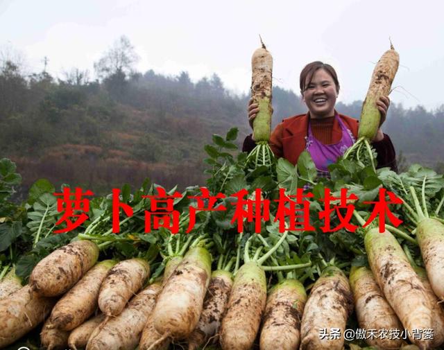 秋季萝卜种植正当时，萝卜这样种植个头大、产量高，不烂根不糠心