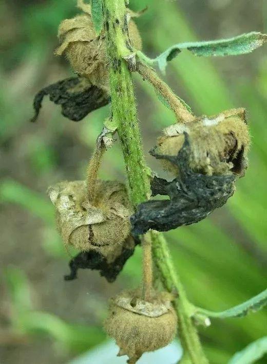 买点种子就可以轻松培育蜀葵，长成幼苗需要9周，没耐心可养不好