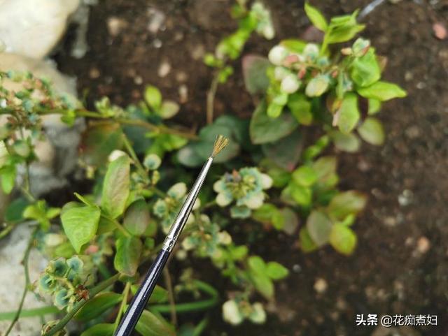 家庭种植蓝莓，想要多结果，结大果，人工授粉不可少