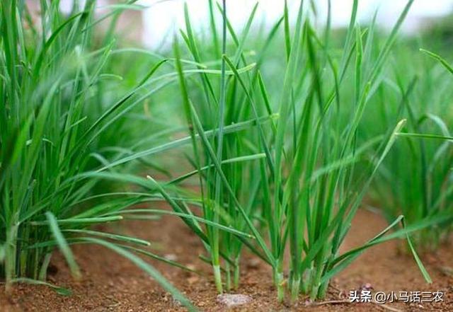 韭菜什么时间种植最好，如何种植才能丰产丰量呢