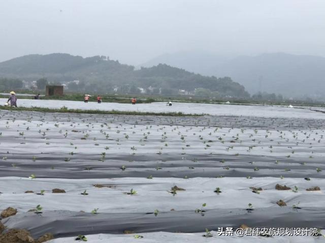 蔬菜种植项目建议书