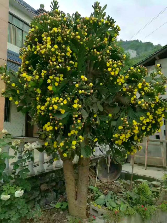30年的仙人掌，长成“仙人树”，开黄花，挂红果，好吃又值钱