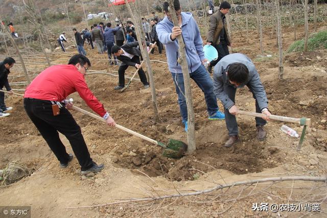 根好树才壮、树壮产量高！果园培育健壮果树和养护健壮根系的技巧