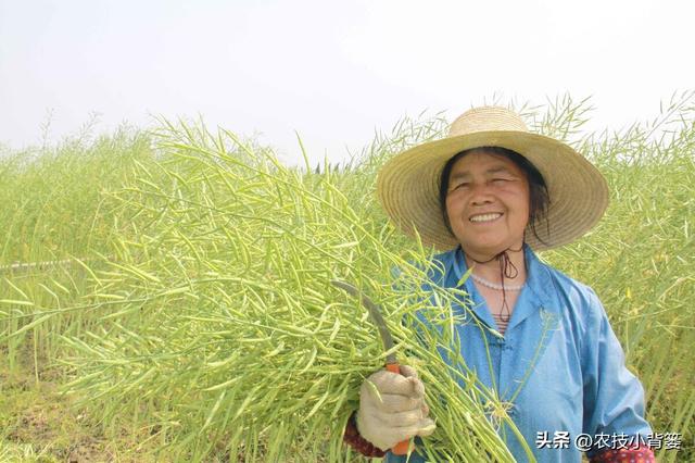 高产油菜有哪些种植管理技巧？从种到收重点抓好这8点