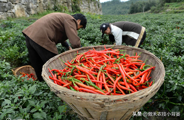 辣椒种植管理有诀窍，学会这7个管理方法能增产