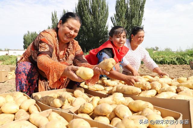 想让土豆更高产，重点抓住这4点！建议收藏