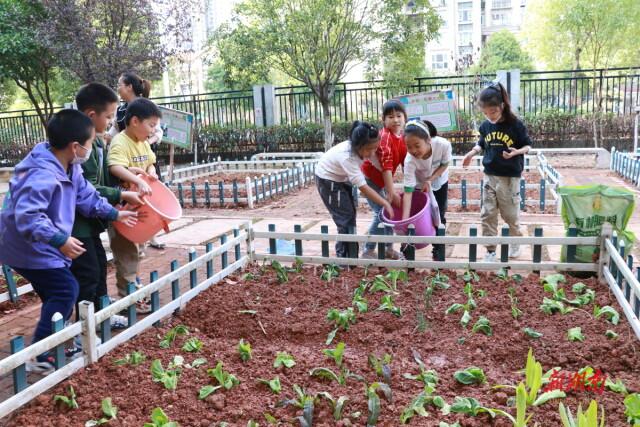 劳动实践来真的！清水塘第三小学在校园开辟种植基地