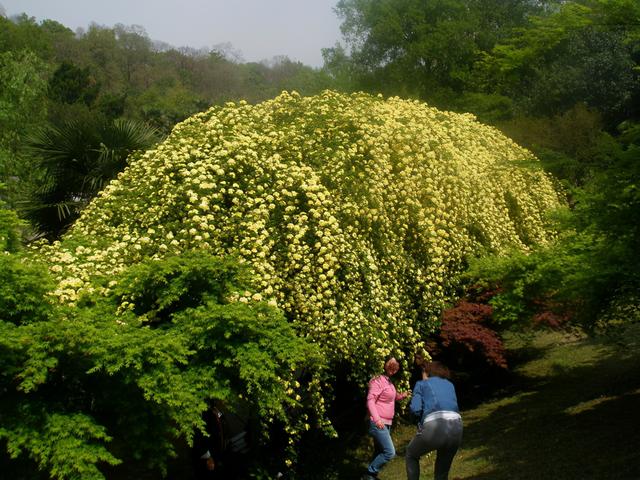 院子养棵“木香花”，长势真泼辣，2年爬满墙，花量巨大堪比第一